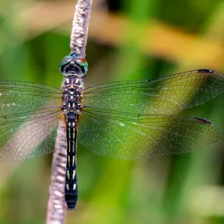 Freedom Park - Valdosta
