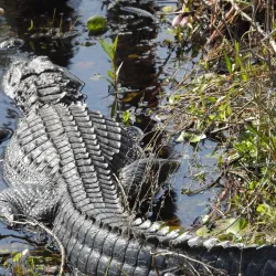 Grand Bay Wildlife Management Area - Valdosta