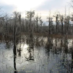 Grand Bay Wildlife Management Area - Valdosta