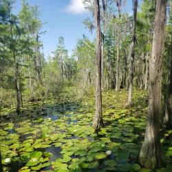 Grand Bay Wildlife Management Area - Valdosta
