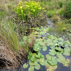 Grand Bay Wildlife Management Area - Valdosta