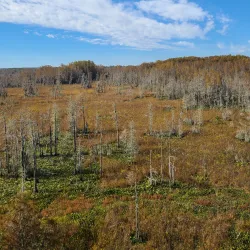Grand Bay Wildlife Management Area - Valdosta