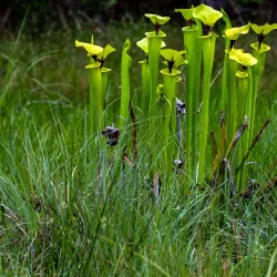 Grand Bay Wildlife Management Area - Valdosta