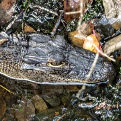 Grand Bay Wildlife Management Area - Valdosta