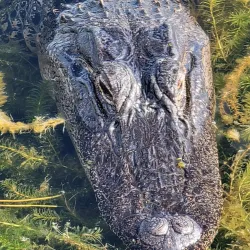 Cooter Pond Park - Warner Robins