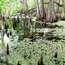 Cooter Pond Park - Warner Robins