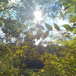 Vickery Creek Trail - Woodstock