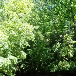 Vickery Creek Trail - Woodstock