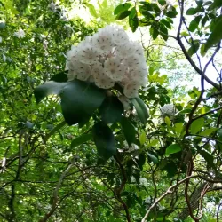 Vickery Creek Trail - Woodstock