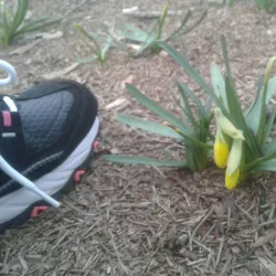 Woodstock Arts and Wine Festival - Woodstock