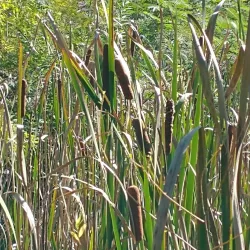 Woodstock Greenway Trail - Woodstock