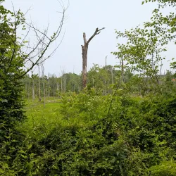 Woodstock Greenway Trail - Woodstock