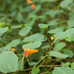 Woodstock Greenway Trail - Woodstock