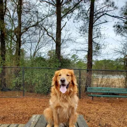 Woofstock Dog Park - Woodstock