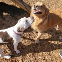 Woofstock Dog Park - Woodstock