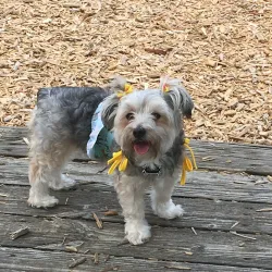 Woofstock Dog Park - Woodstock