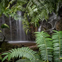 Akaka Falls State Park - Hilo