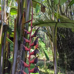 Hawaii Tropical Botanical Garden - Hilo