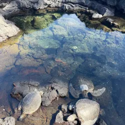 Richardson Ocean Park - Hilo