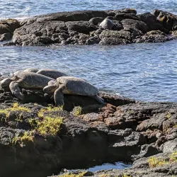 Richardson Ocean Park - Hilo