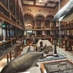 Bishop Museum - Honolulu