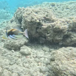 Hanauma Bay Nature Preserve - Honolulu