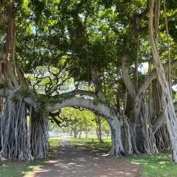 Kapiolani Park - Honolulu