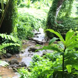 Manoa Falls - Honolulu