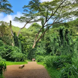Manoa Falls - Honolulu