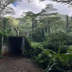 Manoa Falls - Honolulu