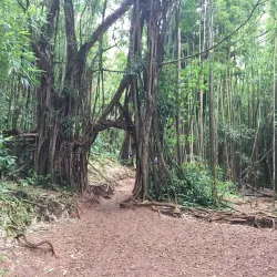 Manoa Falls - Honolulu