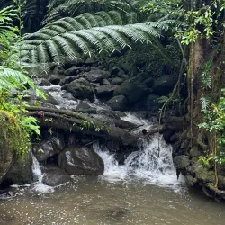 Manoa Falls - Honolulu