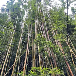 Manoa Falls - Honolulu