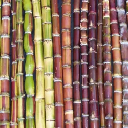 Maui Nui Botanical Gardens - Kahului