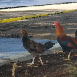 Kailua District Park - Kailua