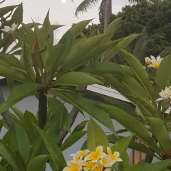 Kailua District Park - Kailua