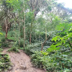 Maunawili Falls Trail - Kailua