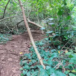 Maunawili Falls Trail - Kailua