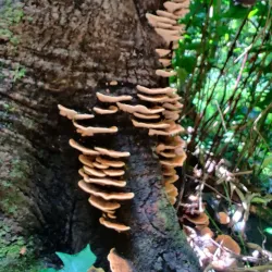 Maunawili Falls Trail - Kailua