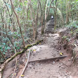 Maunawili Falls Trail - Kailua