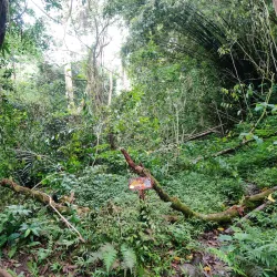 Maunawili Falls Trail - Kailua
