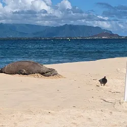 Mokulua Islands - Kailua