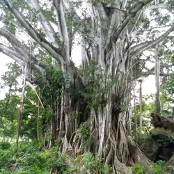 Ulupo Heiau State Historic Site - Kailua