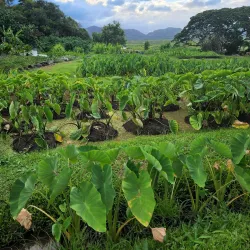 Ulupo Heiau State Historic Site - Kailua