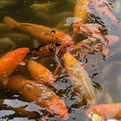 Byodo-In Temple - Kaneohe