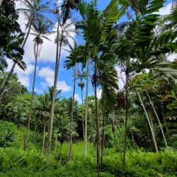 Ho'omaluhia Botanical Garden - Kaneohe