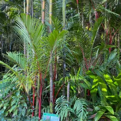 Ho'omaluhia Botanical Garden - Kaneohe