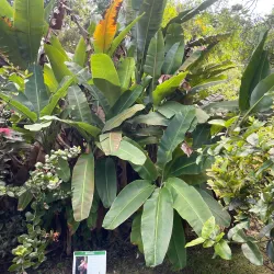 Ho'omaluhia Botanical Garden - Kaneohe