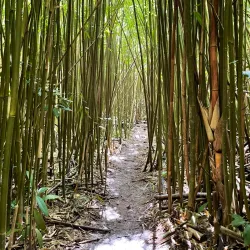 Lulumahu Falls Trail - Kaneohe