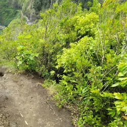 Pali Puka Trail - Kaneohe